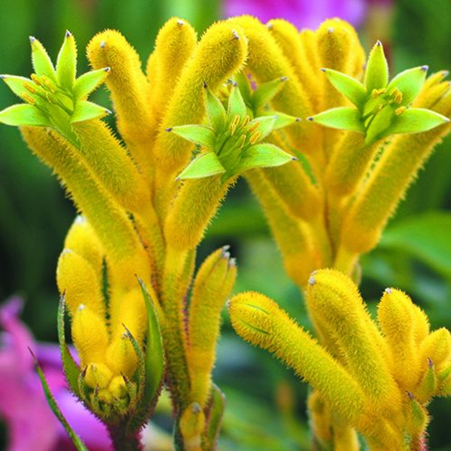 Close-up of golden-yellow Kangaroo Paw flowers with woolly tubular petals, perfect for attracting birds.