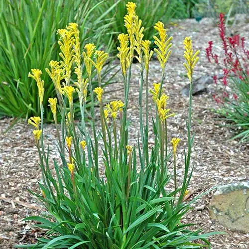 Detailed view of Kangaroo Paw – Bush Bonanza flowers showcasing vibrant yellow blooms against slender green foliage.