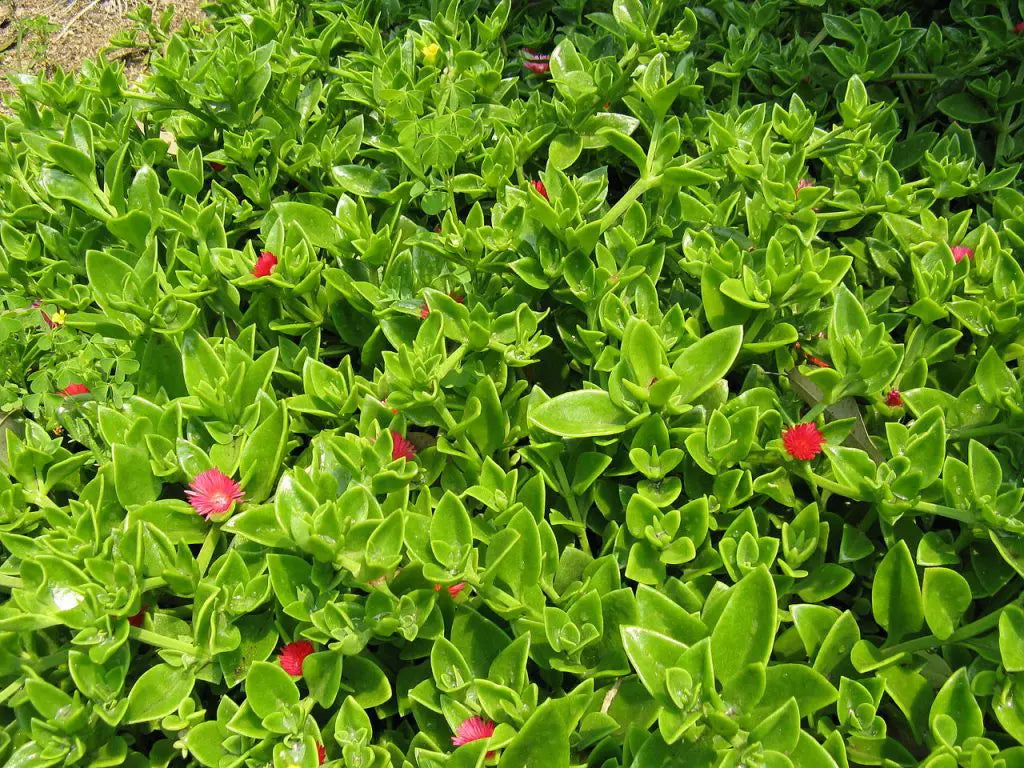 Aptenia Cordifolia Variegata