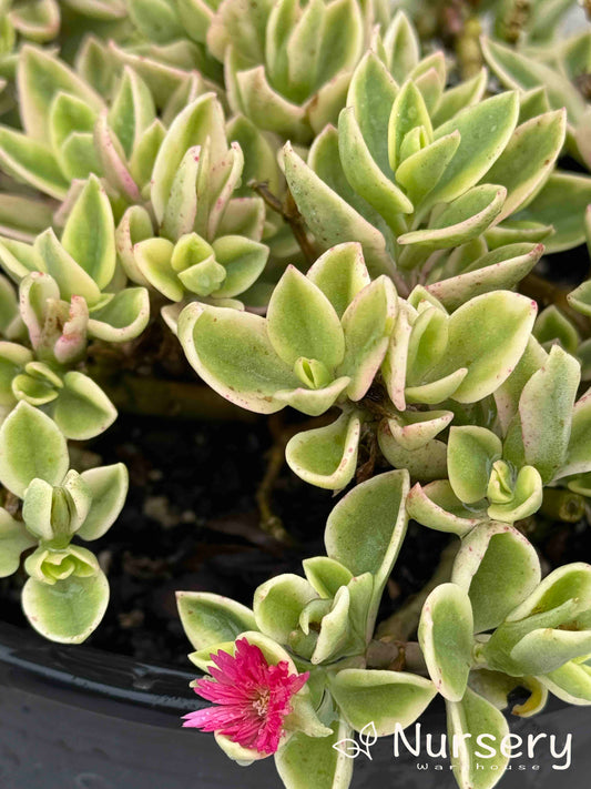 Aptenia Cordifolia Variegata