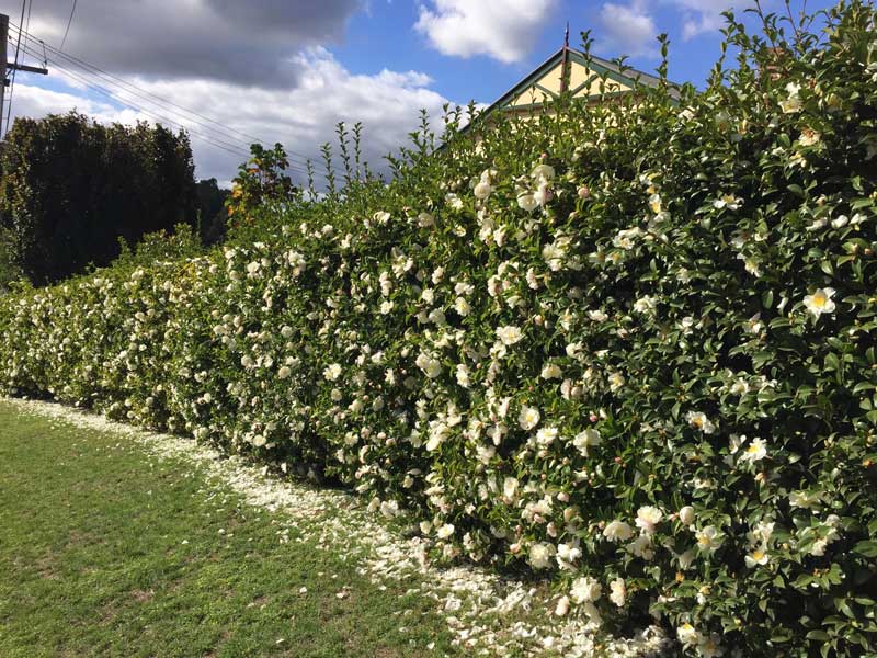 Camellia Sasanqua 'Early Pearly'