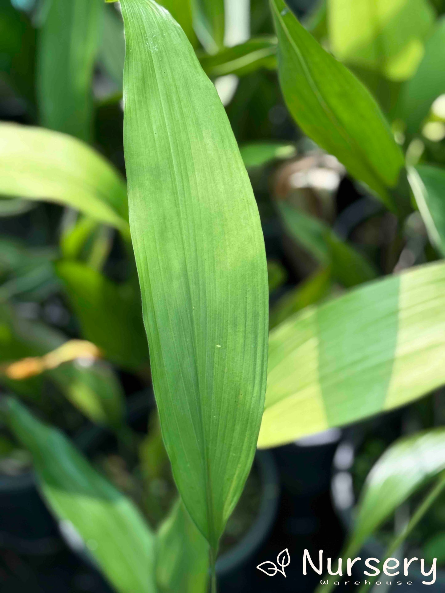 Aspidistra Elatior (Cast Iron Plant)