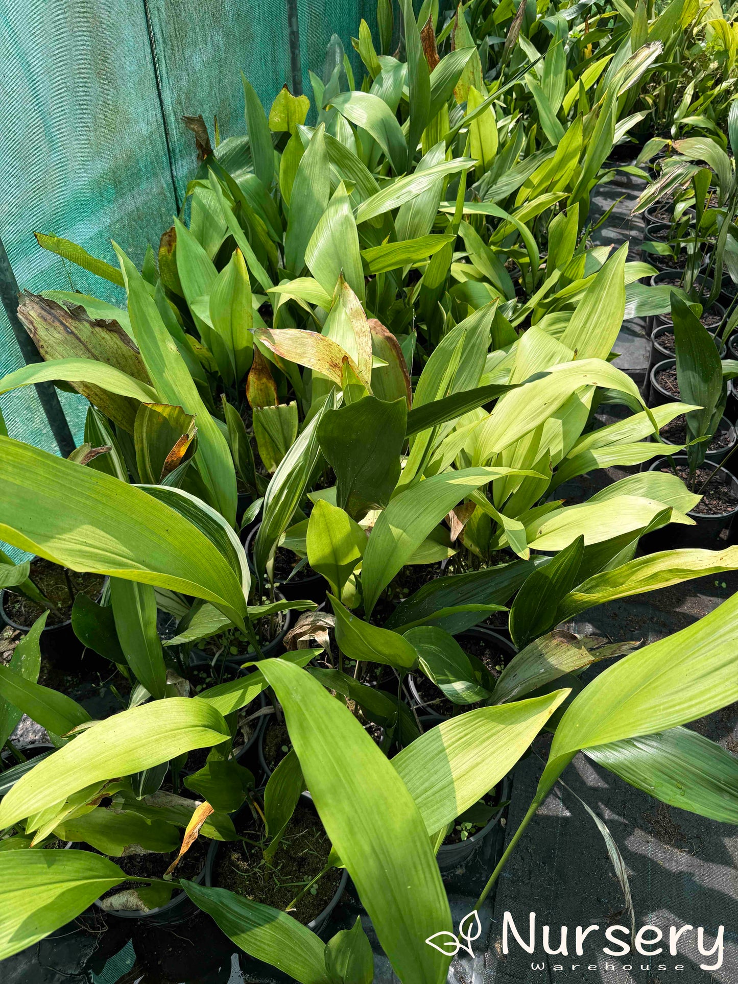 Aspidistra Elatior (Cast Iron Plant)