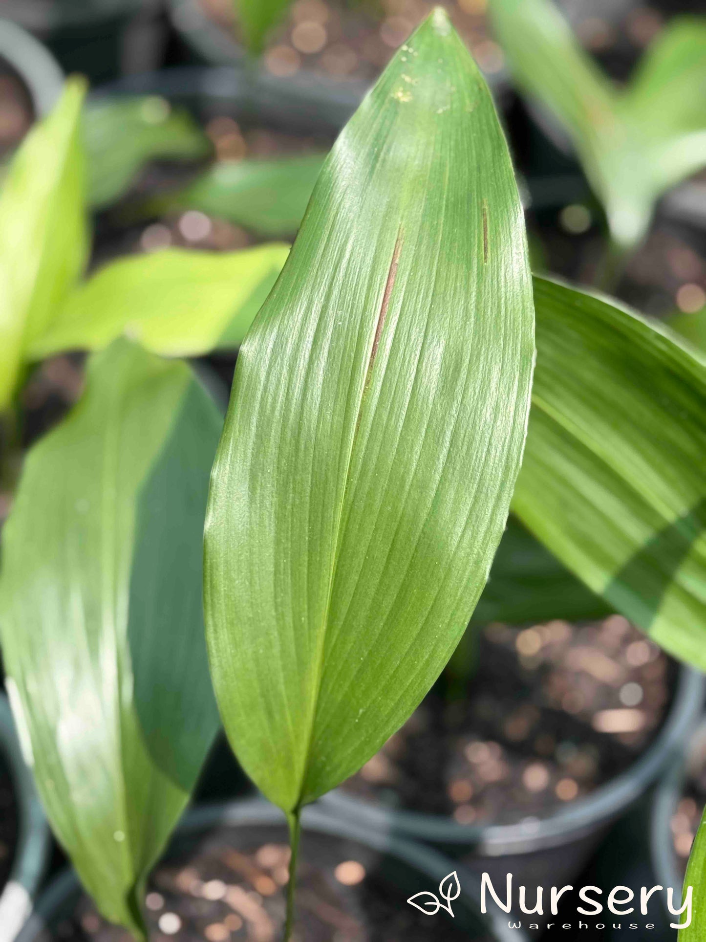 Aspidistra Elatior (Cast Iron Plant)