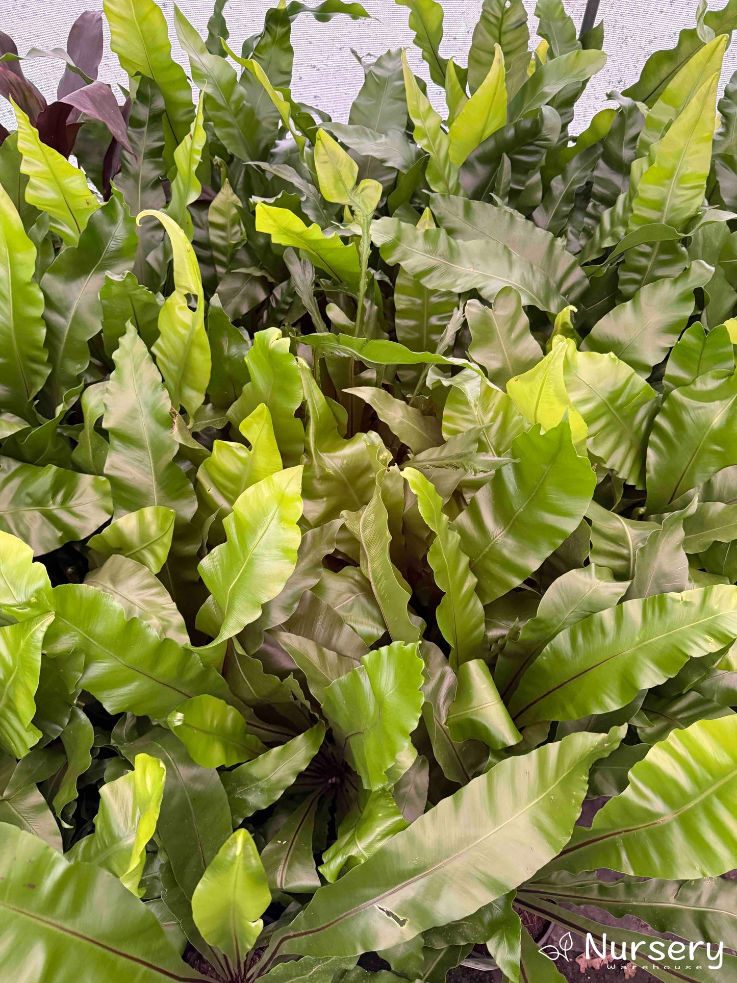 Asplenium Australasicum (Birds Nest Fern)