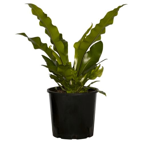 Asplenium Australasicum (Birds Nest Fern)