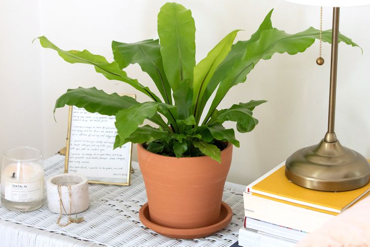 Asplenium Australasicum (Birds Nest Fern)