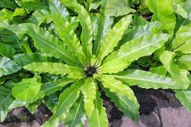 Asplenium Australasicum (Birds Nest Fern)