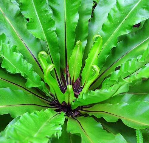 Asplenium Australasicum (Birds Nest Fern)