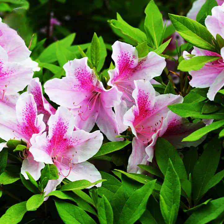 Rhododendron Simsii (Azalea Exquisite)