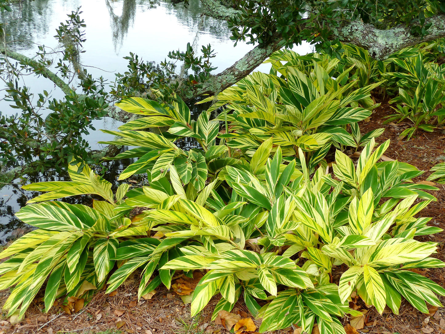 Alpinia Zerumbet (Shell Ginger)