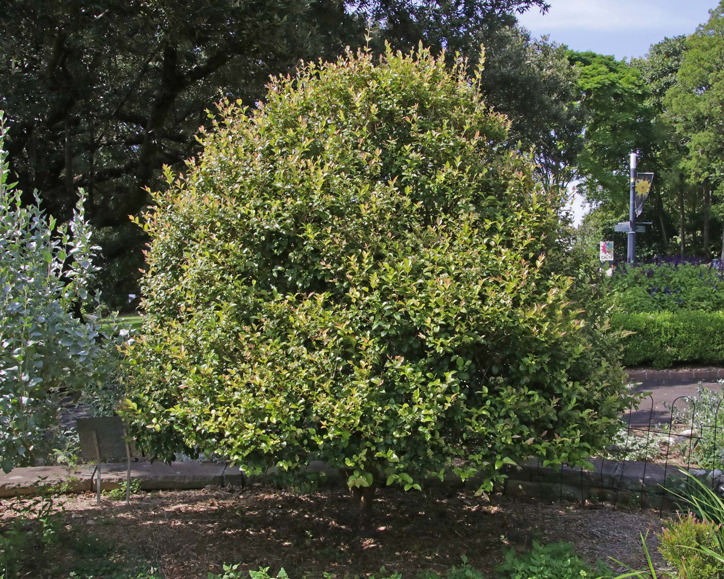 Backhousia Myrtifolia (Grey Myrtle, Cinnamon Myrtle)