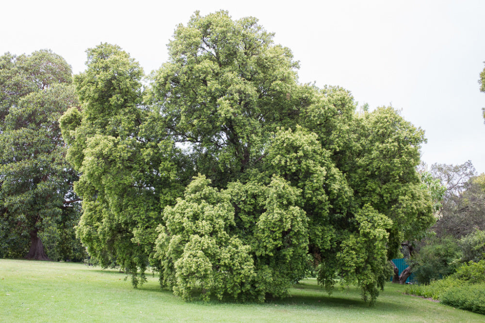 Backhousia Myrtifolia (Grey Myrtle, Cinnamon Myrtle)