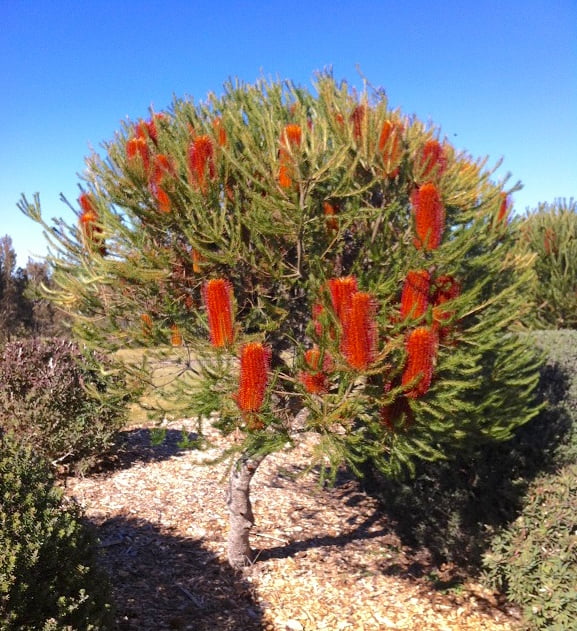 Banksia Ericifolia