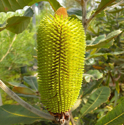 Banksia oblongifolia (Fern-Leaved Banksia)