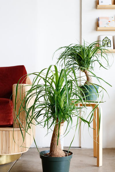 Beaucarnea Recurvata (Ponytail Palm)