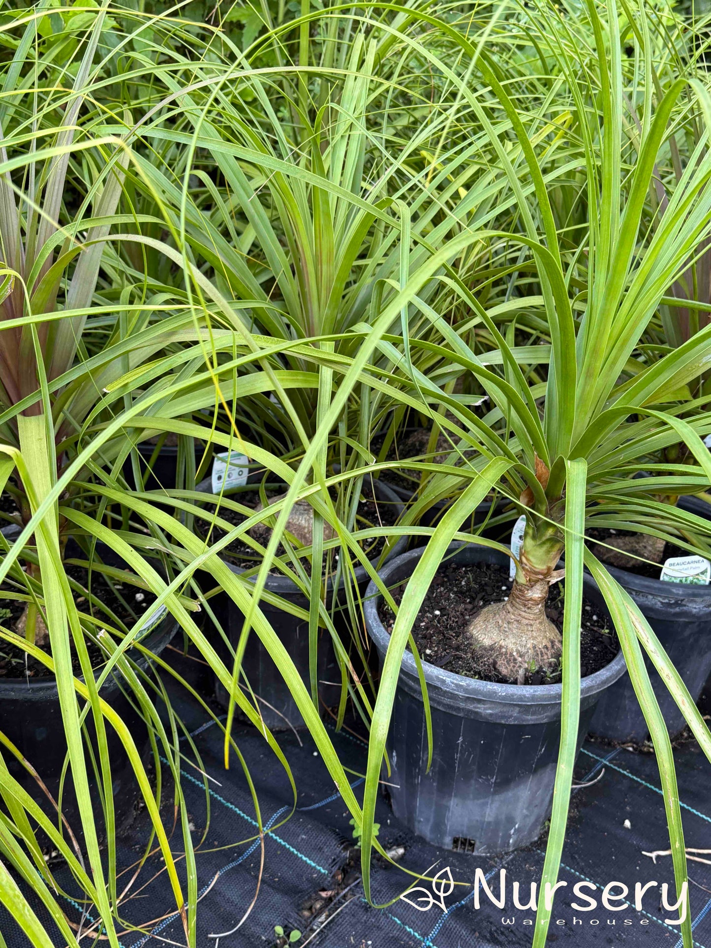 Multiple Beaucarnea Recurvata (Ponytail Palm) plants arranged for sale, showcasing their elegant, architectural shape and healthy growth.