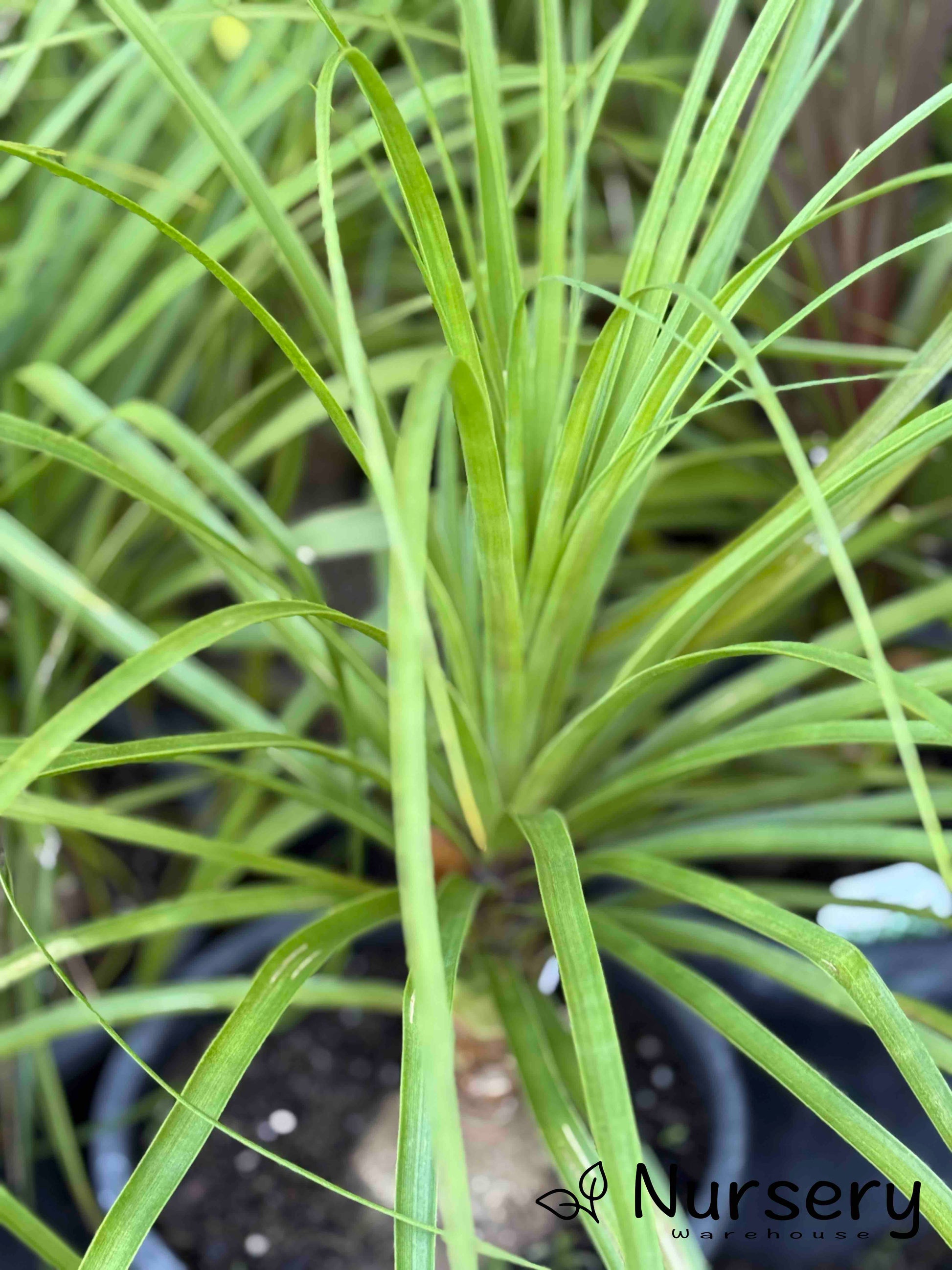 Close-up of Beaucarnea Recurvata (Ponytail Palm) showing its unique bulbous trunk and cascading, strap-like green leaves.