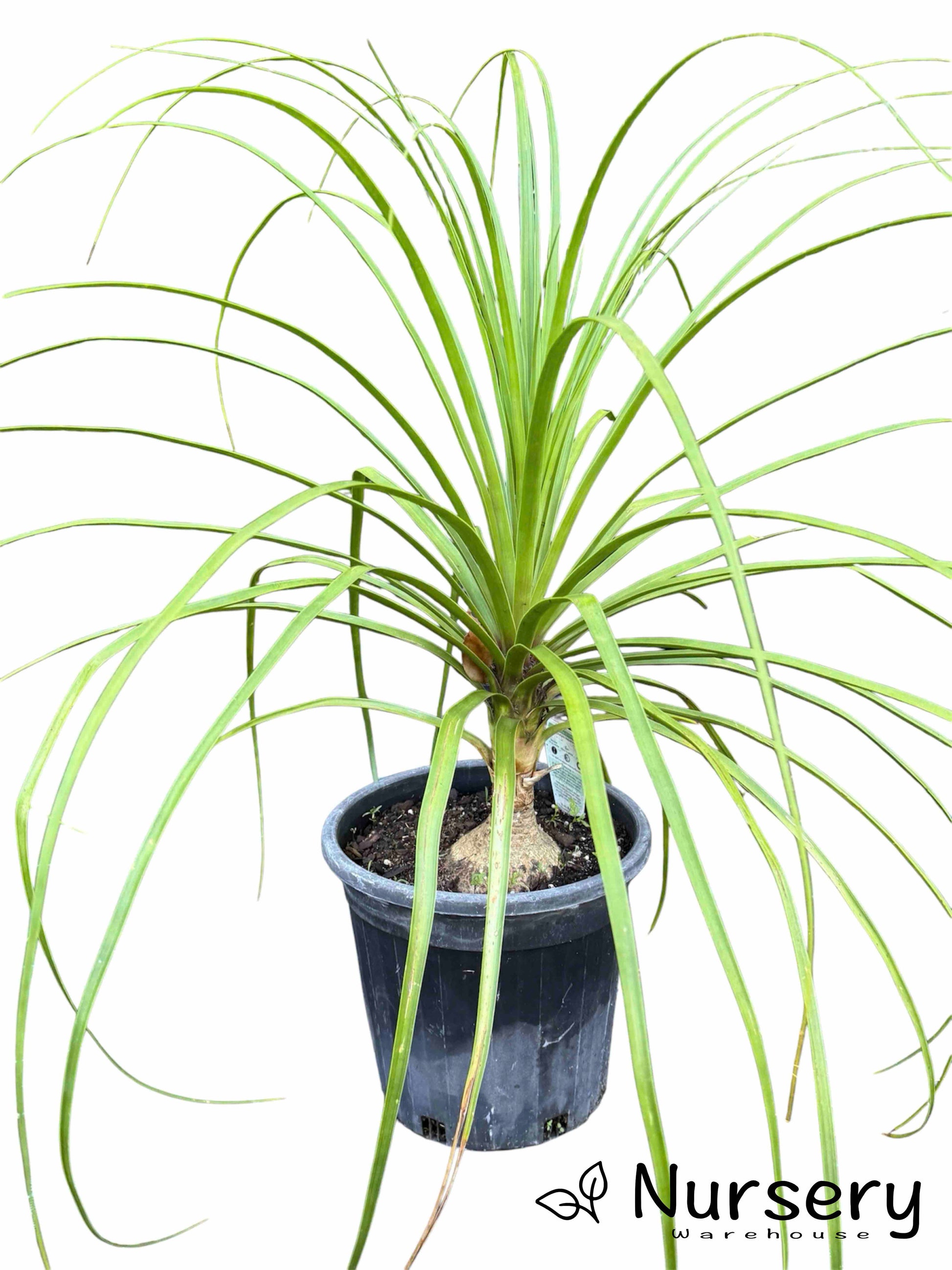 Beaucarnea Recurvata (Ponytail Palm) in a nursery pot, ready for sale, highlighting its striking foliage and distinctive form.