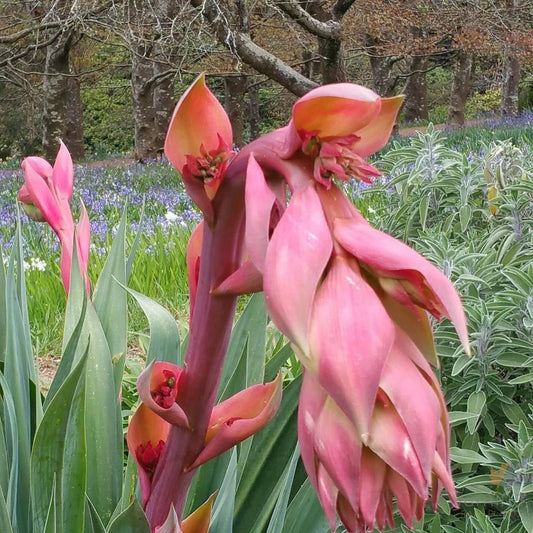 Beschorneria Yuccoides (Mexican Lily)