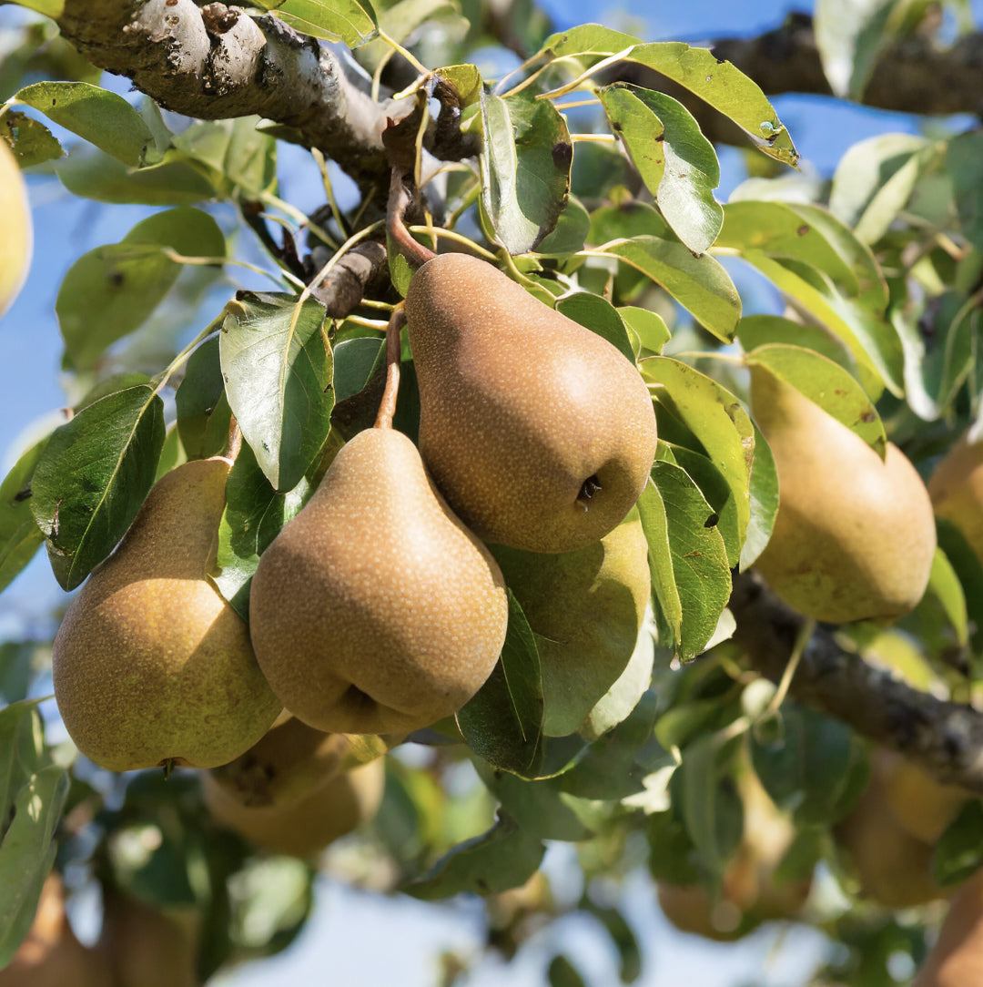 Pear Beurre Bosc – Sweet Buttery Pears | Nursery Warehouse – Nursery ...