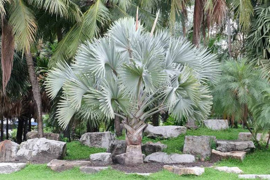 Bismarckia nobilis (Bismarck Palm)