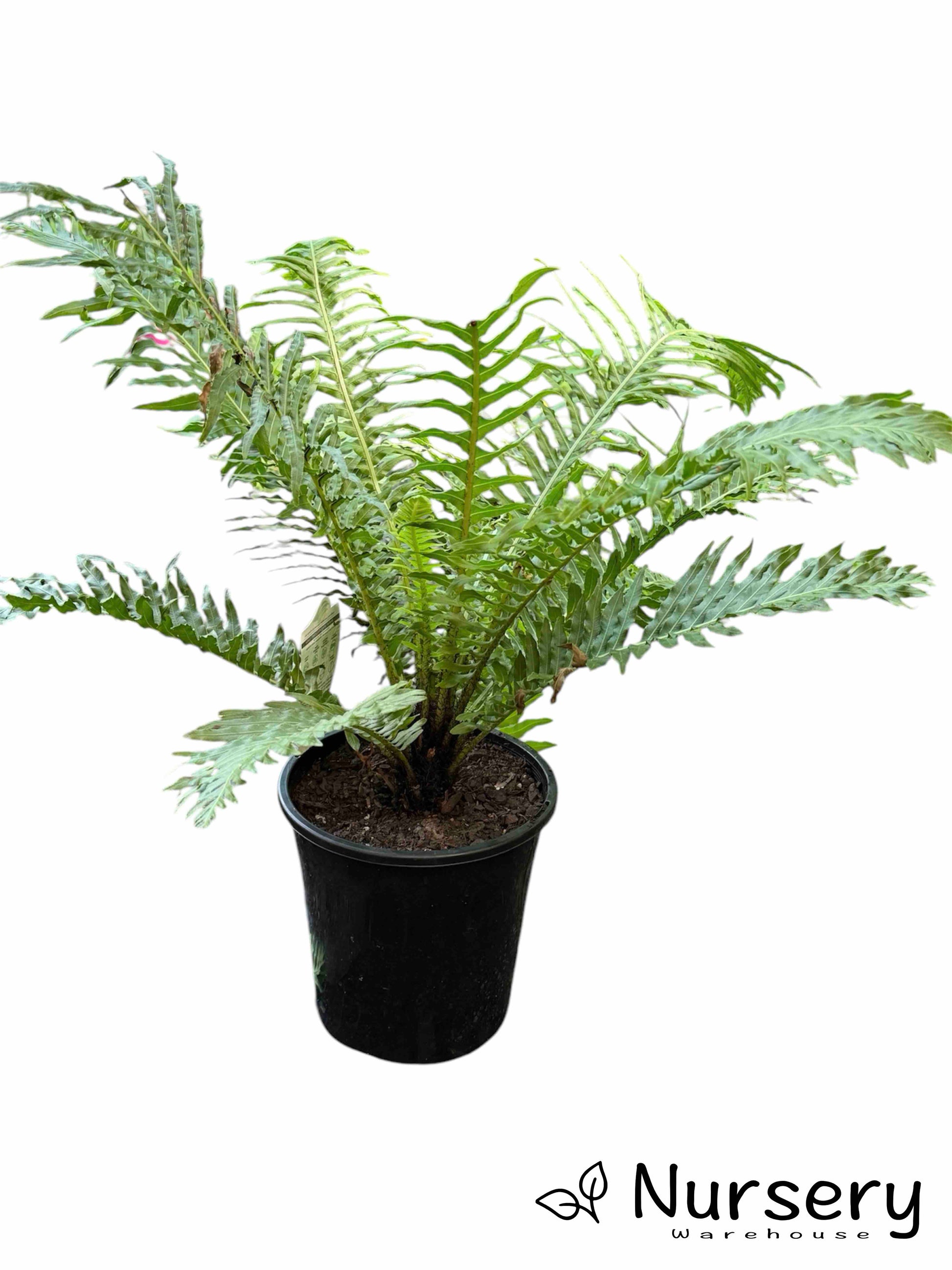 Blechnum Gibbum (Silver Lady Fern) in a nursery pot, ready for sale, highlighting its lush and elegant foliage.