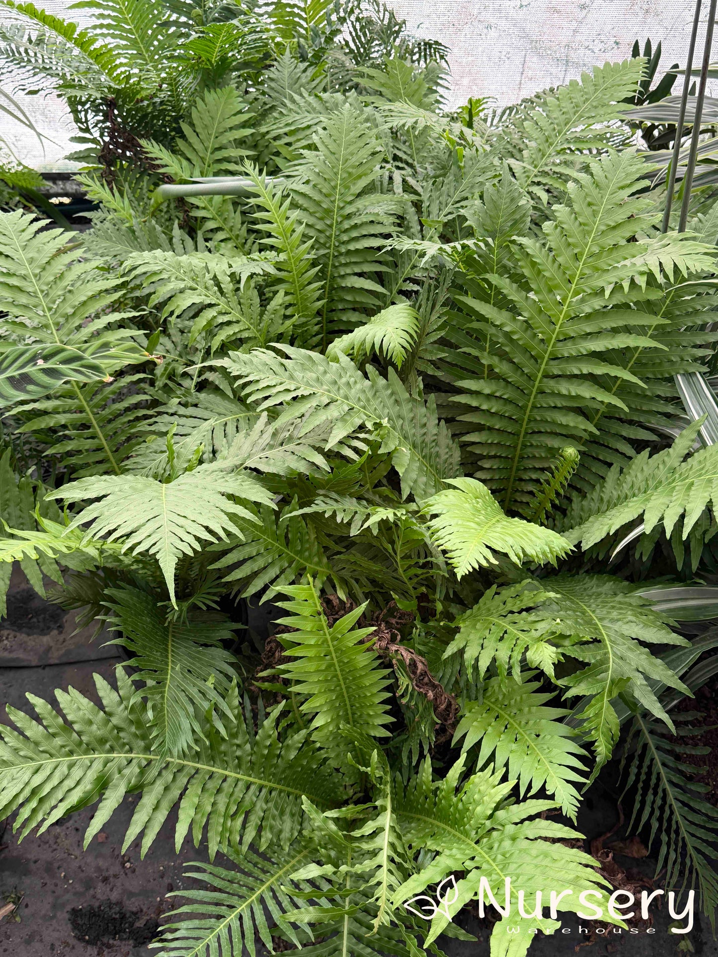 Multiple Blechnum Gibbum (Silver Lady Fern) plants arranged for sale, showcasing their symmetrical rosettes and vibrant greenery.