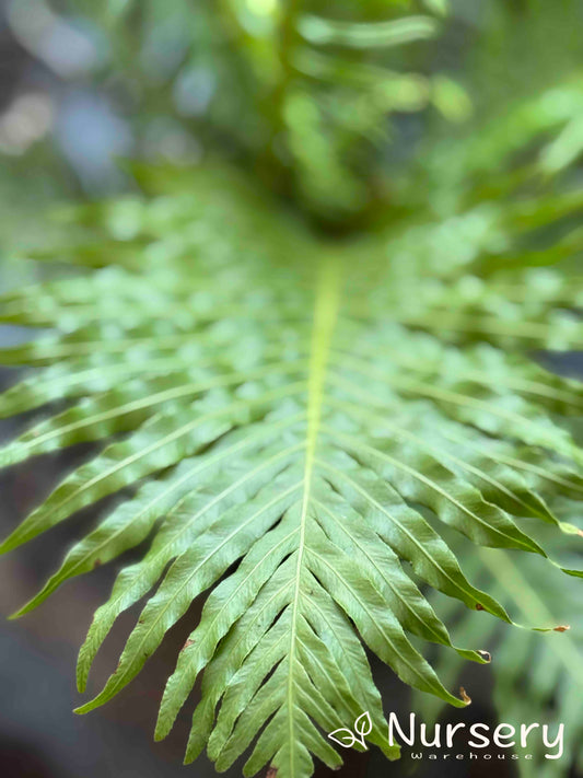 Close-up of Blechnum Gibbum (Silver Lady Fern) showcasing its finely divided, silvery-green fronds forming a symmetrical rosette.