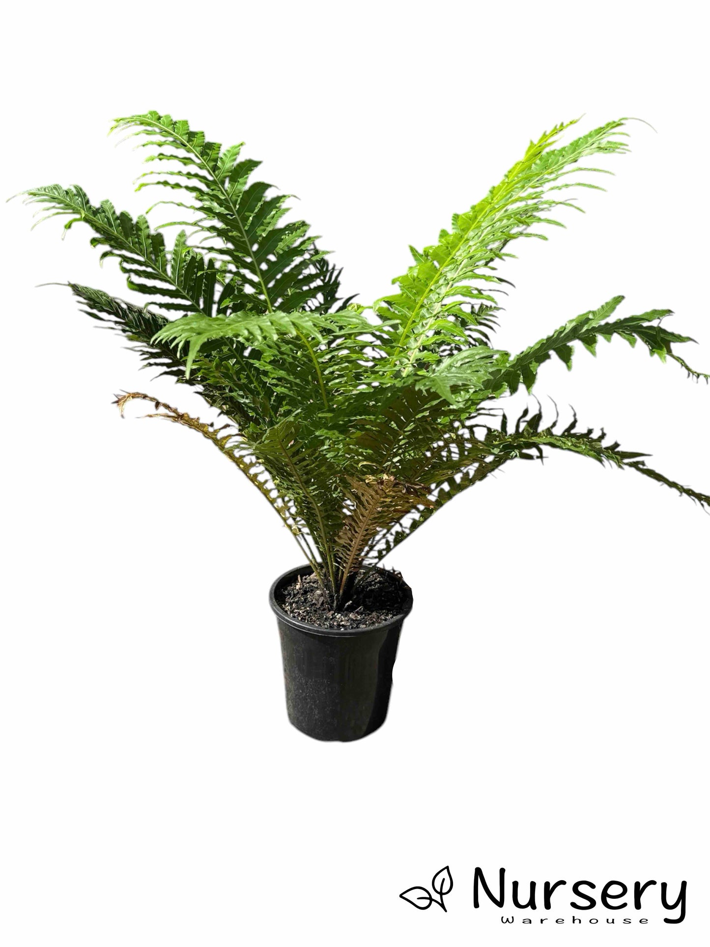 Blechnum Gibbum (Silver Lady Fern) in a nursery pot, ready for sale, highlighting its lush and elegant foliage.