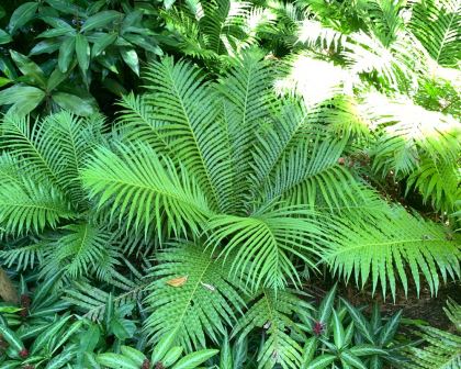 Blechnum Silver Lady Fern