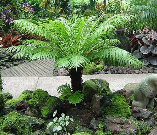 Blechnum Silver Lady Fern