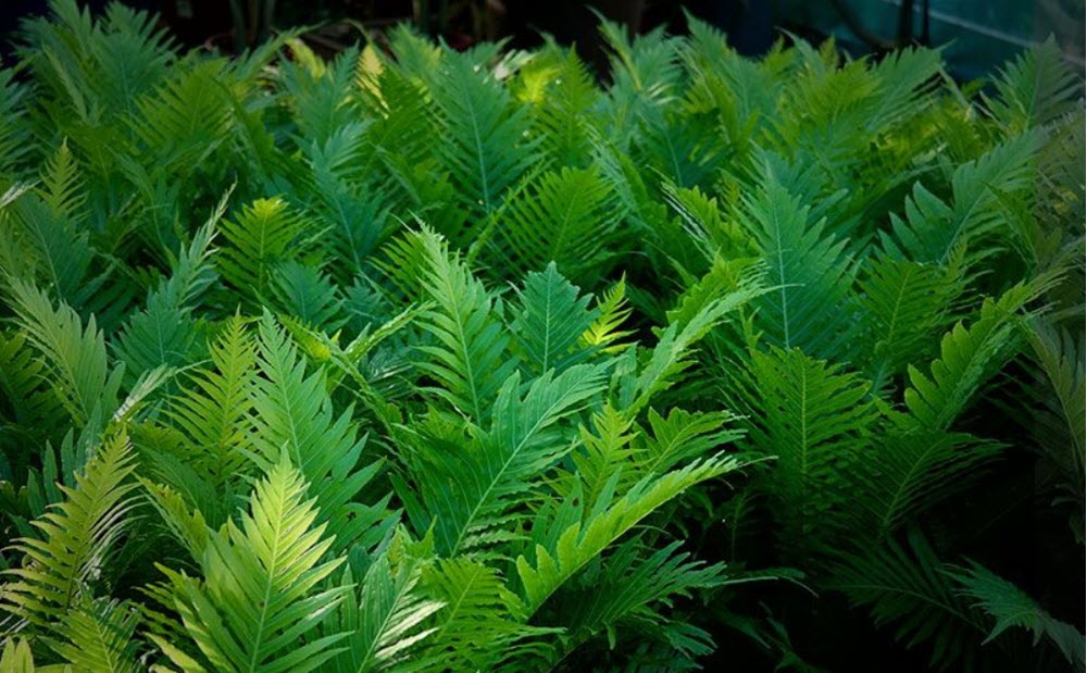 Blechnum Silver Lady Fern