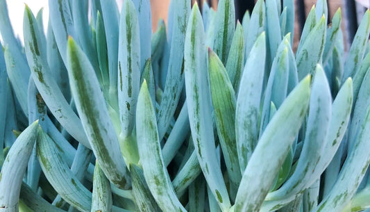 Senecio Serpens (Blue Chalk Sticks)