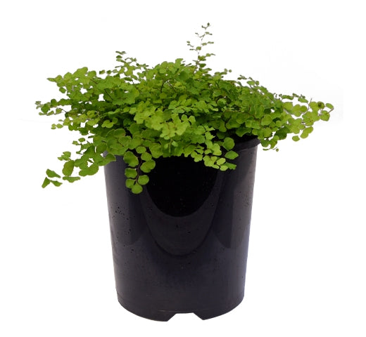 Adiantum Aethiopicum (Maidenhair Fern)