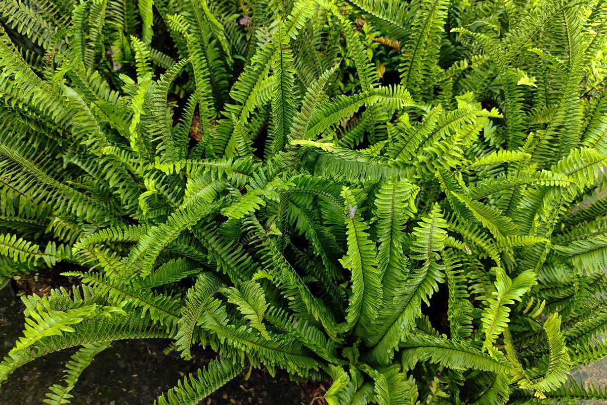 Nephrolepis Exaltata (Boston Fern)