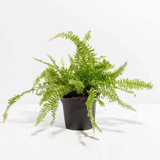 Nephrolepis Exaltata (Boston Fern)