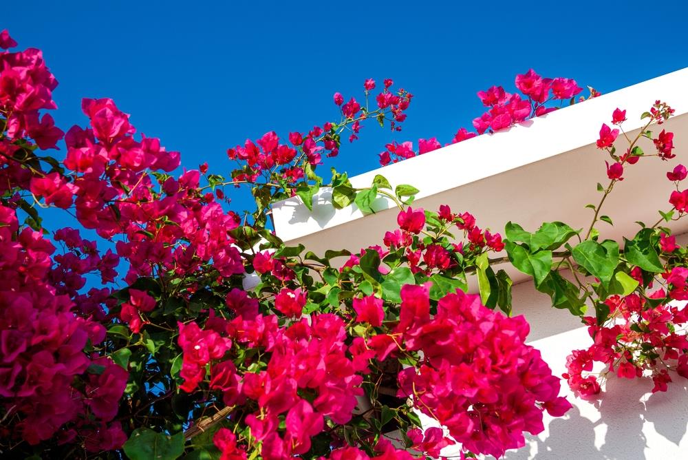 Bougainvillea Glabra (Scarlet Glory)