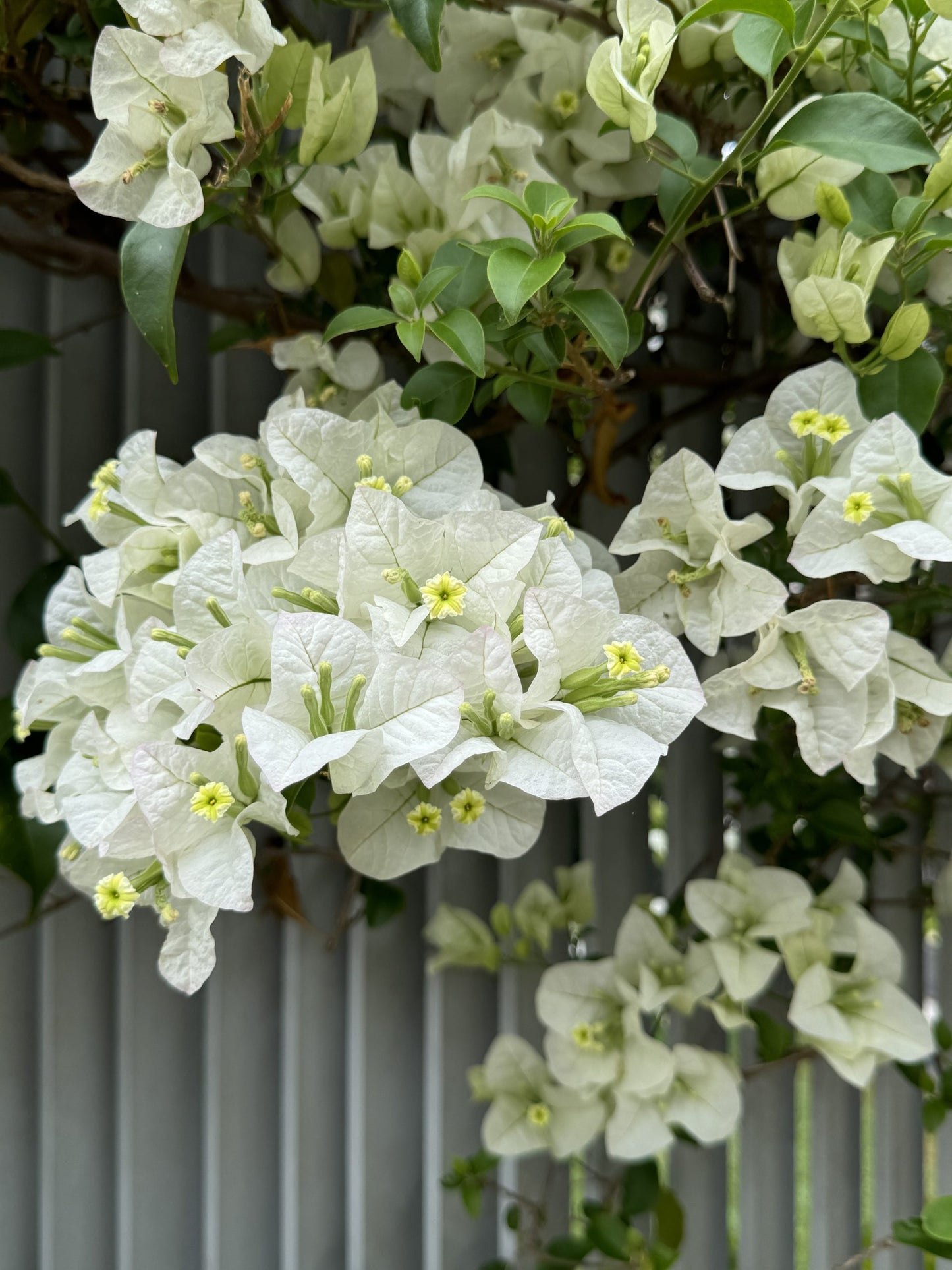 Bougainvillea Glabra (White Cascade)