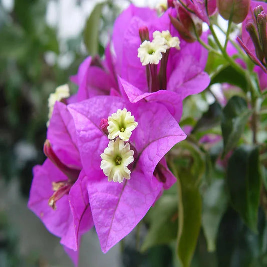 Bougainvillea Glabra (Sirene)