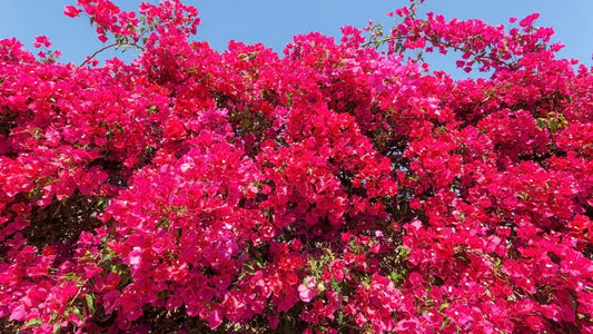 Bougainvillea Glabra (Bougainvillea)