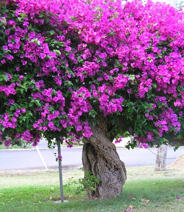 Bougainvillea Glabra (Bougainvillea)