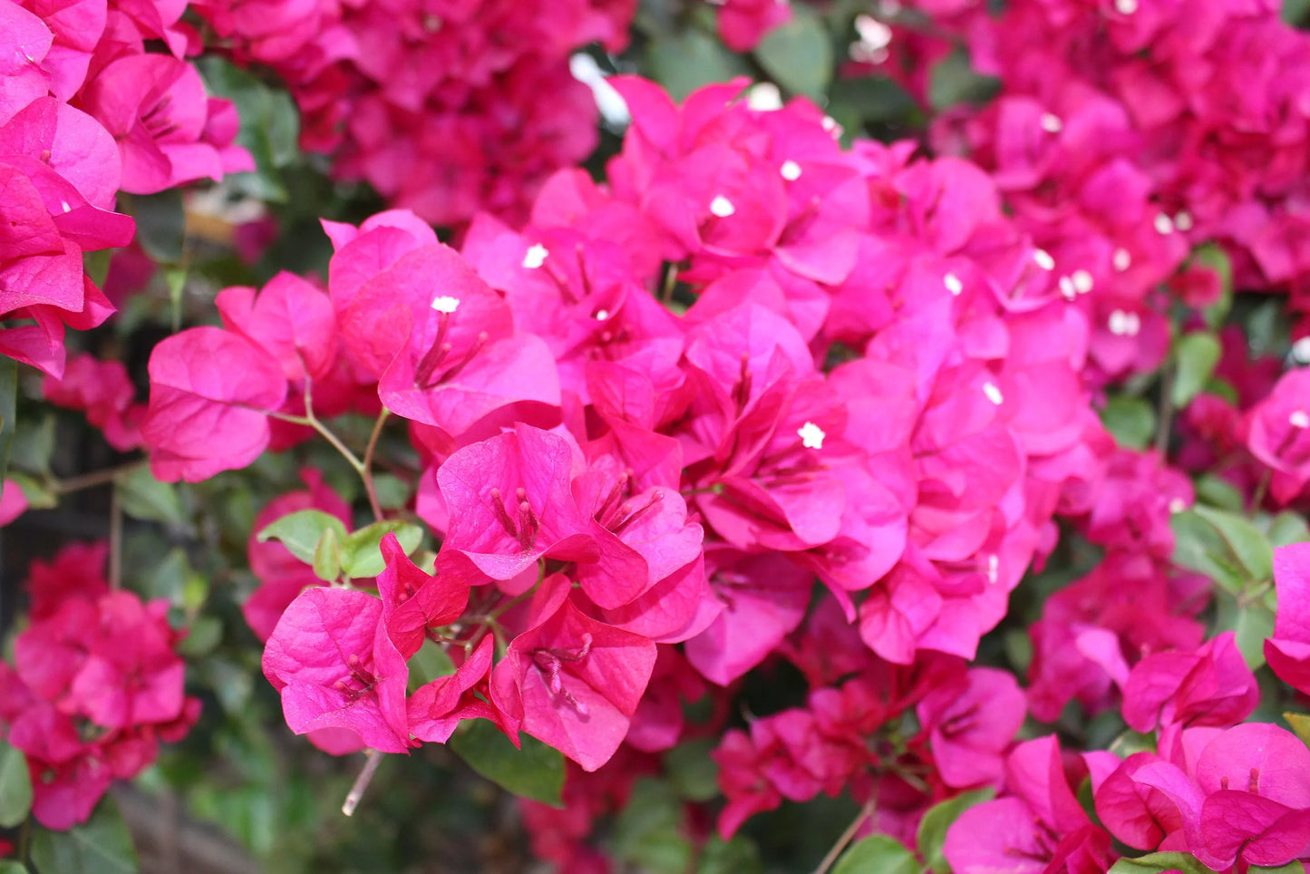 Bougainvillea Glabra (Magenta Glory)