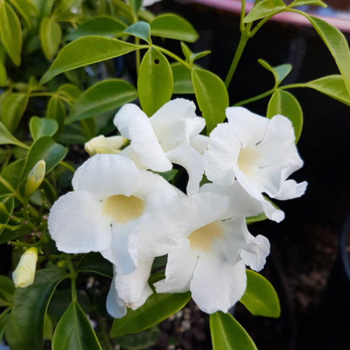 Pandorea Jasminoides (Lady Di Bower Vine)