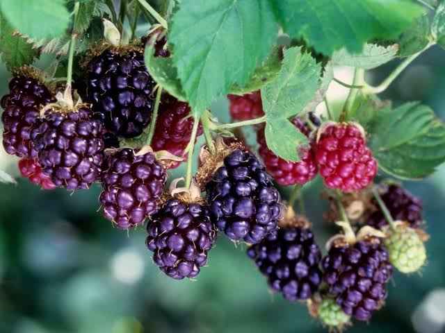 Boysenberry Fruit Tree