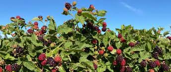 Boysenberry Fruit Tree