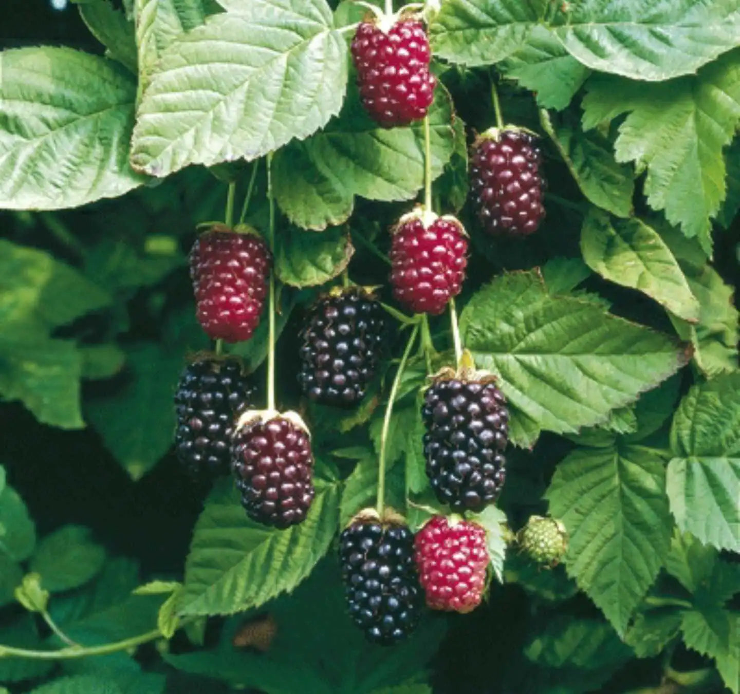 Boysenberry Fruit Tree