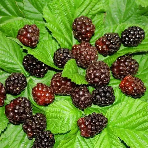 Boysenberry Fruit Tree