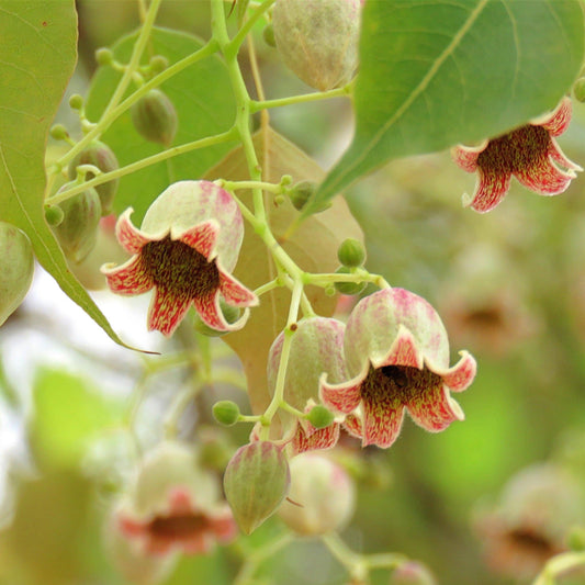 Brachychiton Populneus (Kurrajong)