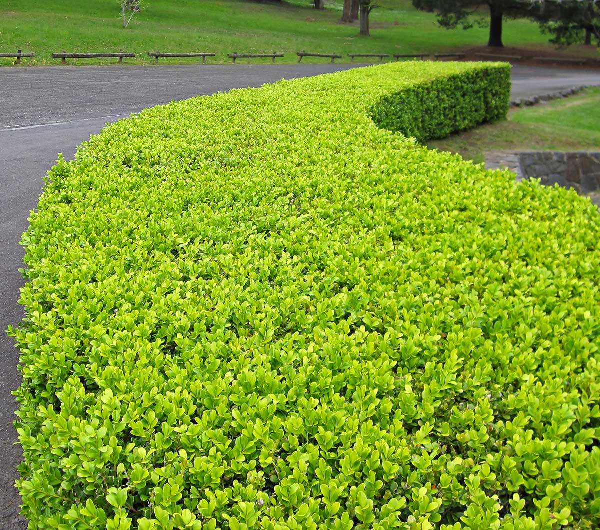 Buxus Microphylla (Japanese Box)